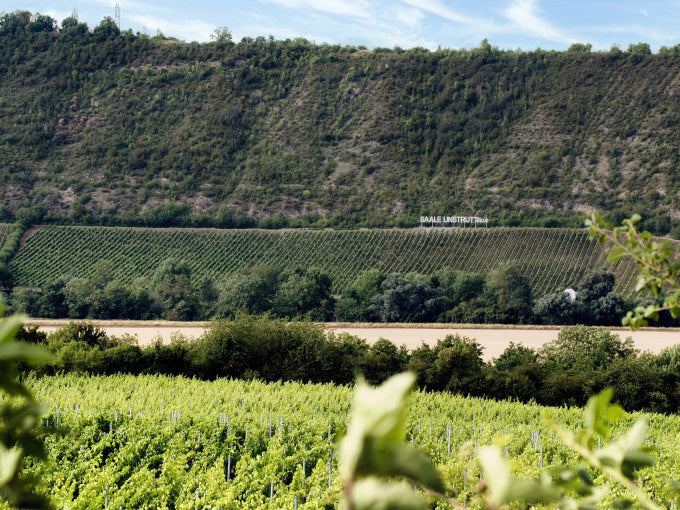 Weinbergwanderung