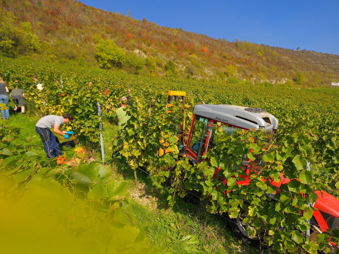 Weinlese für Jedermann