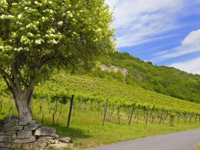 Weinspaziergang